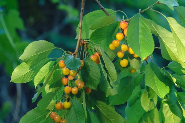 La cereza anaranjada en la rama del árbol por la tarde la fruta —  Fotos de Stock