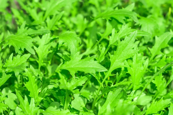 Insalata verde rucola sfondo texture — Foto Stock