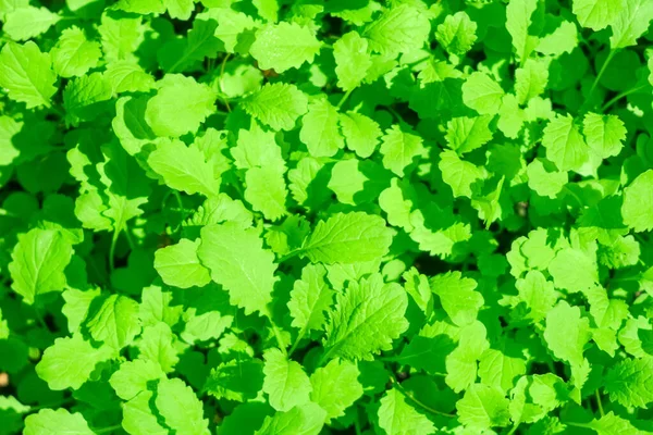 Textura fondo del cultivo de mostaza de las plantas —  Fotos de Stock