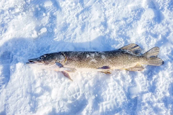 Peixe de lúcio na pesca de inverno de neve — Fotografia de Stock
