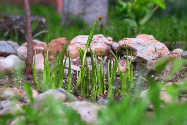 Wirtspflanze im zeitigen Frühjahr — Stockfoto