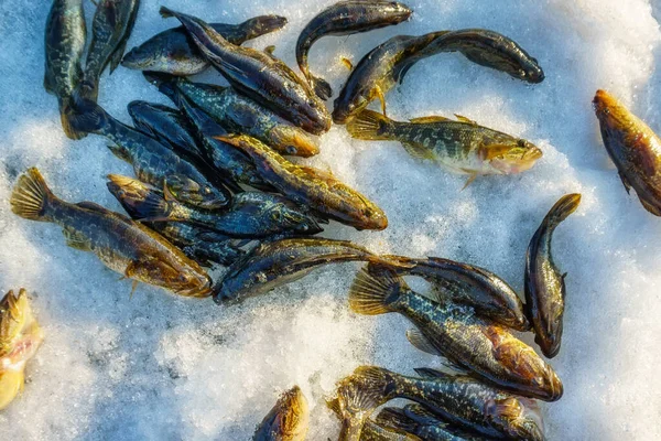 Vangst vis winter sport winter vissen vangst vis rotan — Stockfoto