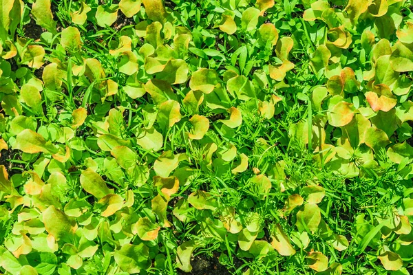 新鮮なサラダレタスの食感の背景 — ストック写真