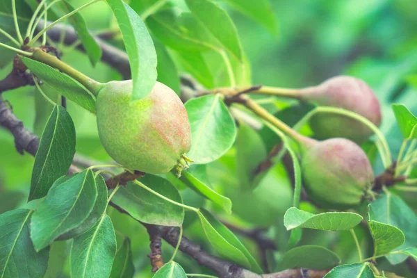 Pears on the tree fruit harvest — Stock Photo, Image