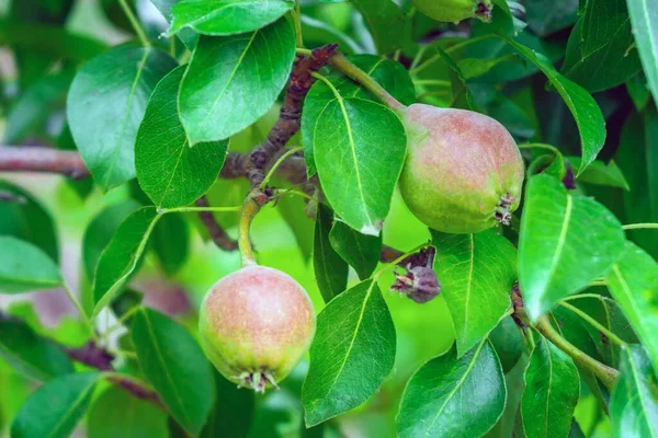 Pears on the tree fruit harvest — Stock Photo, Image