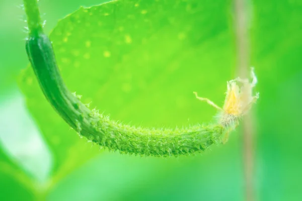 Small cucumbers gherkins close up — Stock Photo, Image