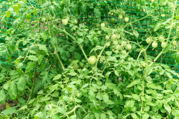 Tomates verdes frescos cultivando agricultura —  Fotos de Stock