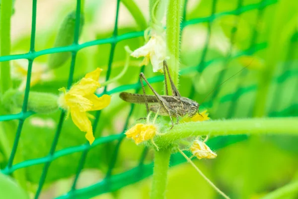 Sauterelle gros plan des feuilles sur un fond naturel — Photo