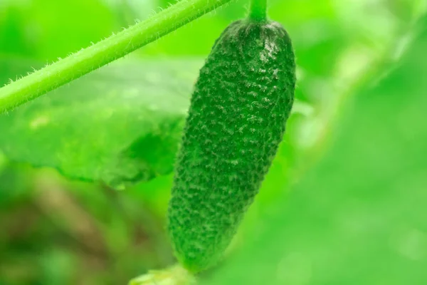 Kleine groene komkommer close-up landbouw — Stockfoto