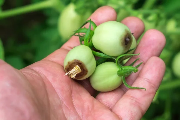 Ziekten van groene tomaten tuinparasieten — Stockfoto