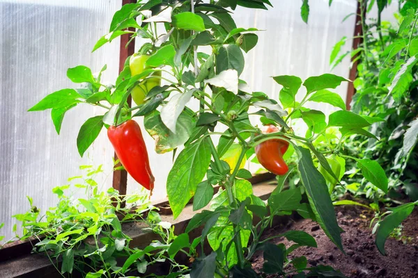 Röd mogen paprika i växthuset. Odling av ekologiska grönsaker skörd mognad — Stockfoto