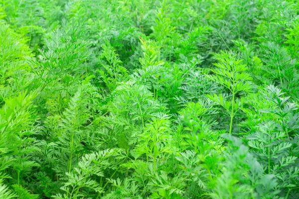 Havuç dokusunun yeşil yaprak doğal arka plan — Stok fotoğraf