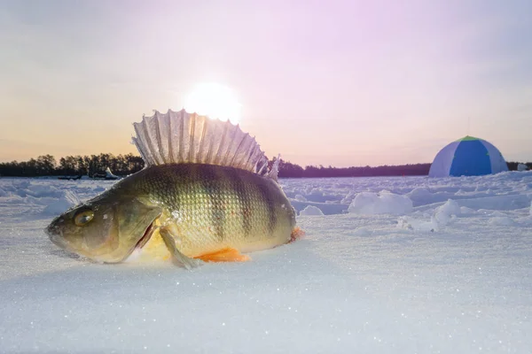 Caught fishes, winter ice fishing perch river. Winter fishing winter sport fishing — Stock Photo, Image