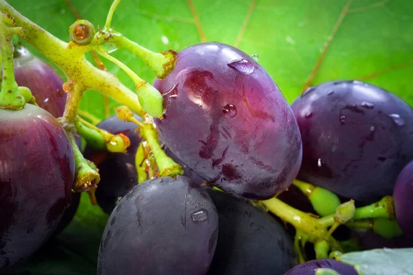 Reife Traubenfrüchte aus nächster Nähe. groß, die Beeren sind eine dunkle Traube mit Wassertropfen. — Stockfoto