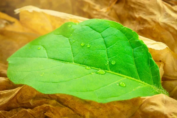 Tobacco leaf close - up on the background of dried leaves. Nicotine tobacco Virginia — Stock Photo, Image