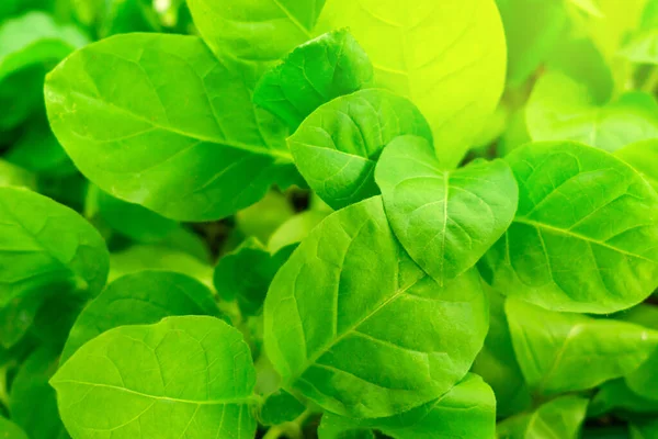 Folhas de tabaco verde close up fundo — Fotografia de Stock