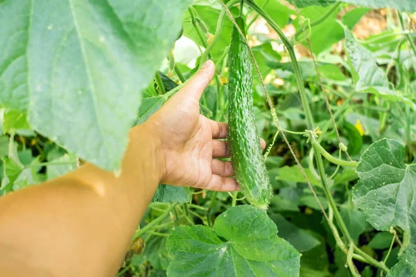 Komkommeroogst die biologische groenten verbouwt — Stockfoto