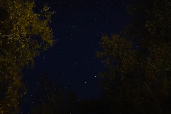 Yıldızlı gece gökyüzü ağaç siluetleri uzay soyutlamalarına bakıyor. Uzun pozlu gece fotoğrafçılığı — Stok fotoğraf