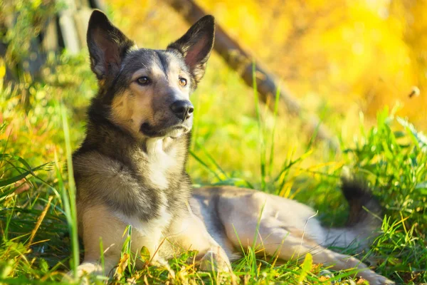 Hond liggend op het gras tegen de felle zon portret close-up selectieve focus — Stockfoto