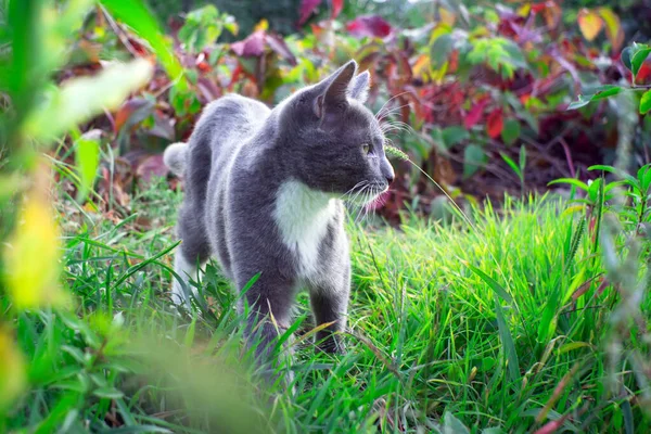Szary biały kotek spacerował po trawie w parku, by powąchać delikatną trawę. — Zdjęcie stockowe