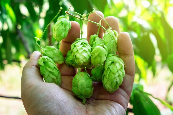Gewassen hop planten in de hand. Ingrediënt voor brouwen en bier — Stockfoto