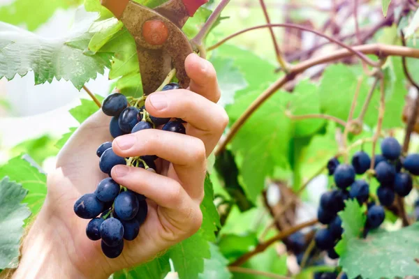Colheita de uvas pretas na vinha. Videira de poda de uvas — Fotografia de Stock