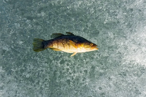 Ловить рыбу зимний спорт зимняя рыбалка ловить ротан — стоковое фото