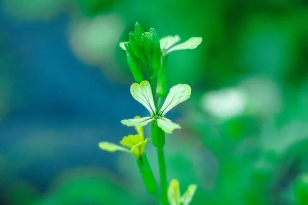 White flower blooming arugula salad — Stock Photo, Image