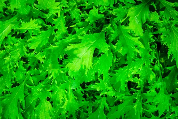 Πράσινη σαλάτα ρόκα υφή φόντου — Φωτογραφία Αρχείου