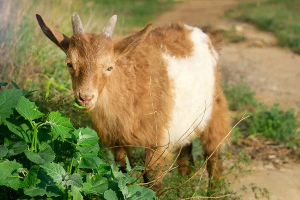 Red goat eats grass in summer in the meadow — Stock Photo, Image