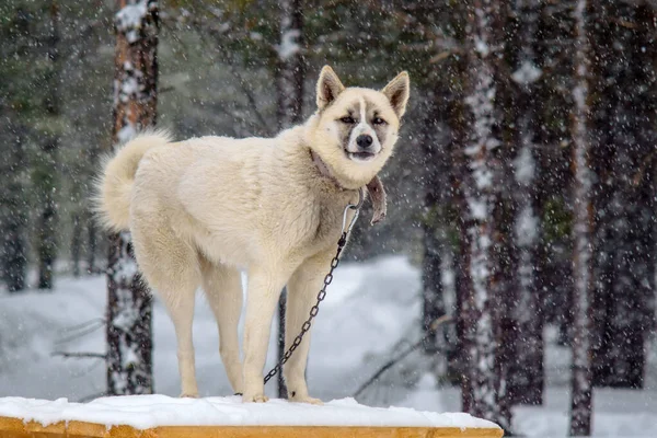 Witte hond winter op de ketting — Stockfoto