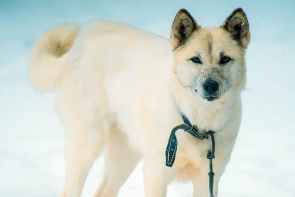 Hond winter kijkt naar de camera — Stockfoto