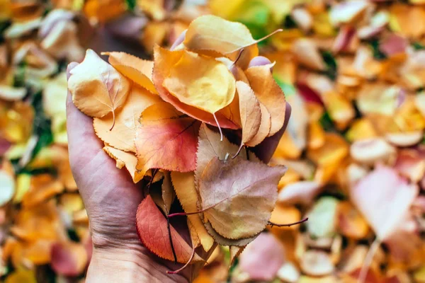 Leaves in hand, autumn leaves season autumn — Stock Photo, Image