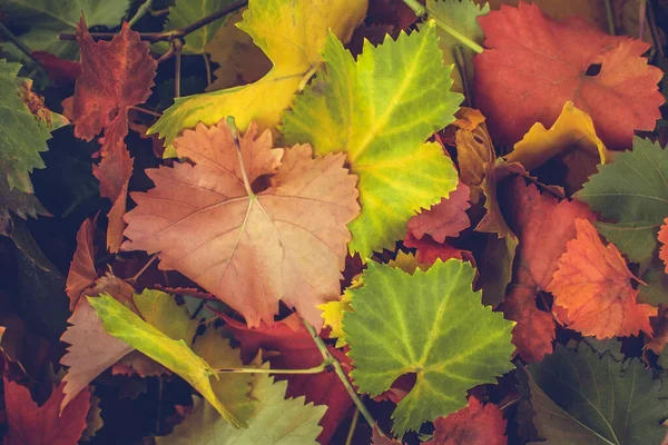 Textura pozadí podzimní listí — Stock fotografie
