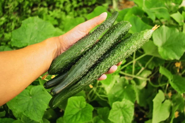Oogst komkommers boerderij landbouw moestuinen — Stockfoto