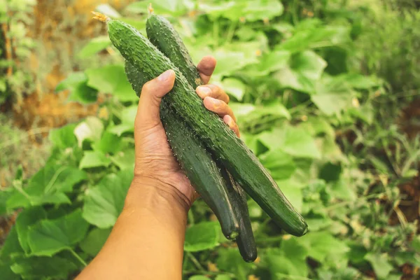 harvest cucumbers farm agriculture vegetable gardens