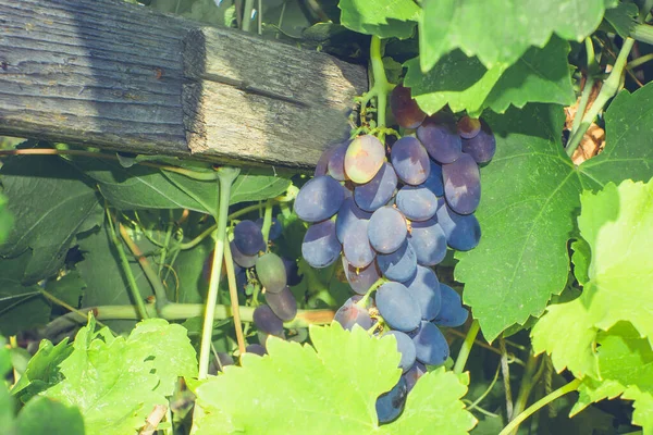 Winogrona w winnicy dojrzałej uprawy — Zdjęcie stockowe