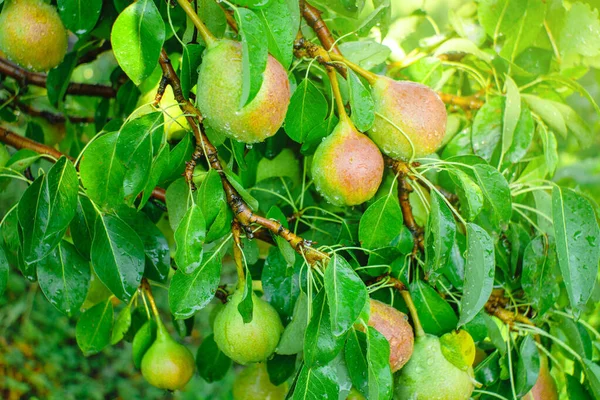 Ripe pears on the tree fruit harvest — Stock Photo, Image