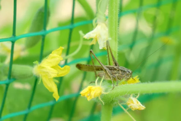 메뚜기가 자연적 인 배경에서 잎을 싸고 있다 — 스톡 사진