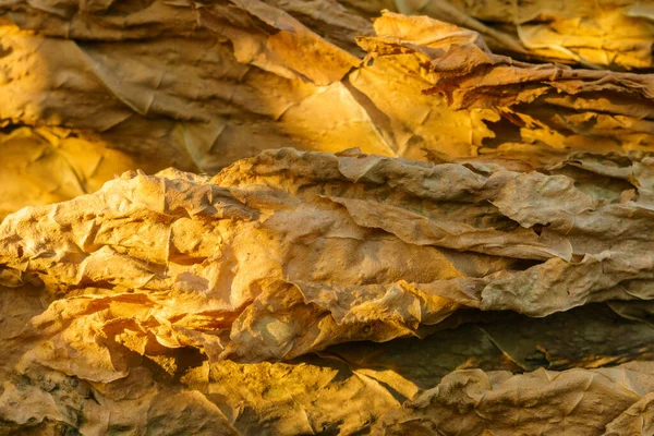 Сухой табачный лист крупным планом — стоковое фото