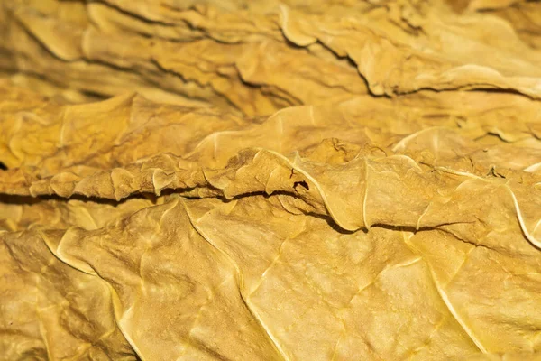 Фон текстури сухого листя тютюну — стокове фото