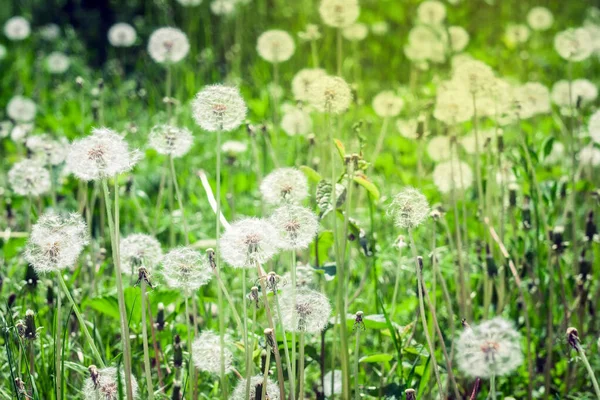 Maskrosor på fältet på sommaren på en ljus solig dag — Stockfoto