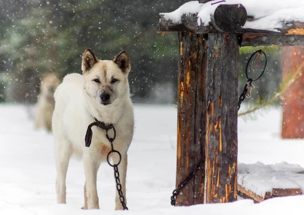 Witte husky hond in de winter sneeuwval slecht weer — Stockfoto