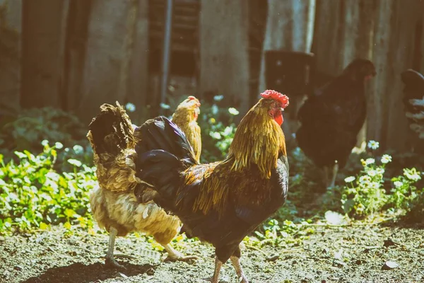 Chov kuřat a péro — Stock fotografie