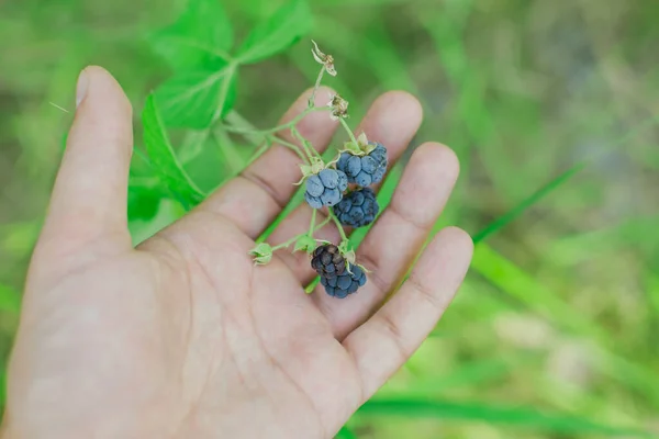 Дикие органические черные ягоды — стоковое фото