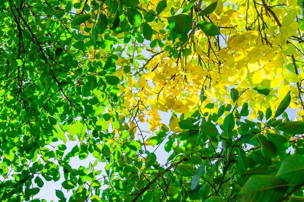 Autumn leaves hdr — ストック写真