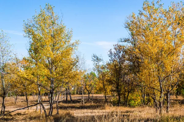 Outono fada floresta cor — Fotografia de Stock