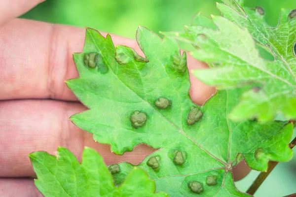 Leaf disease of grapes horticulture vineyard — Stock Image Leaf disease of grapes horticulture vineyard Stock Photo