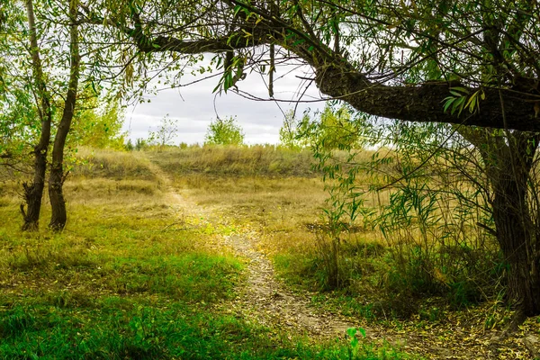 Φθινοπωρινό νεραϊδοδάσος — Φωτογραφία Αρχείου