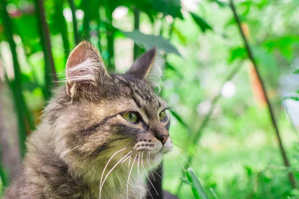 Retrato de un gatito en la hierba —  Fotos de Stock